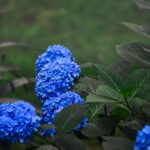 Order a Blue Hydrangea Bouquet from Fun Flowers