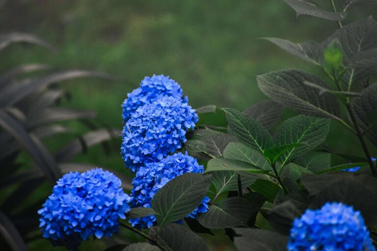 Order a Blue Hydrangea Bouquet from Fun Flowers