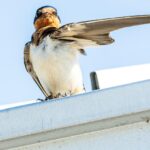 barn swallow 5398098 1280