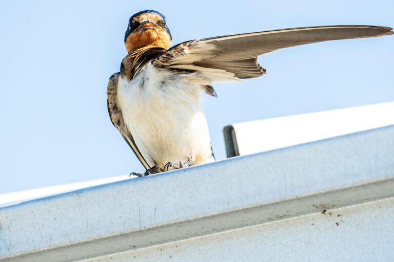 barn swallow 5398098 1280